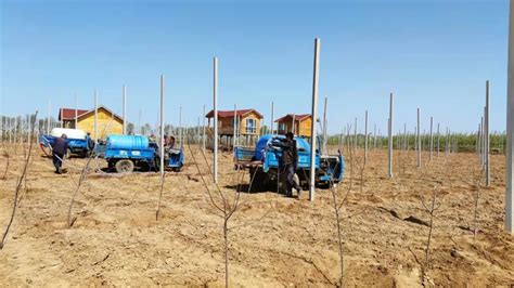 洛川县：10万亩矮化密植示范园助推苹果产业转型升级__财经头条