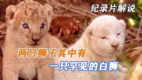 两只小狮子，半夜偷偷出去玩走迷路，小白狮一路被欺负幸好遇见好心人_腾讯视频