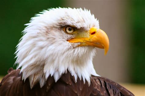 Bald Eagle | San Diego Zoo Animals & Plants