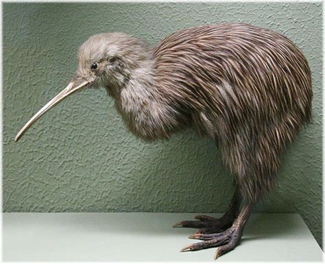 kiwi鸟_360百科