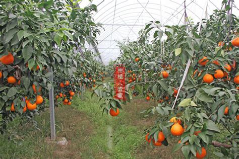 种红美人柑橘种植一亩要多少钱-柑桔人管家