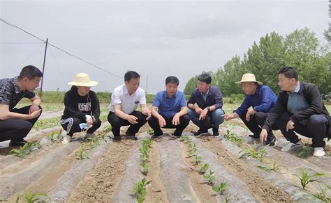 省农技总站站长赵贵宾一行对临洮县2022年马铃薯绿色高质高效行动项目进行测产验收-甘肃三农在线