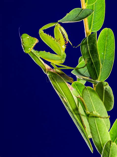 绿色植物上的螳螂图片素材_免费下载_jpg图片格式_高清图片237364_摄图网