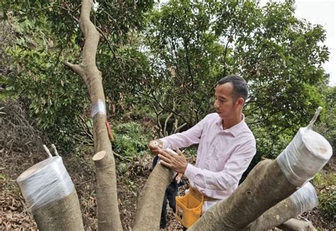樟木头实施荔枝高接换种项目 助荔农优化800余亩荔枝树