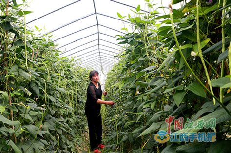 江西抚州：打造绿色蔬菜基地-人民图片网