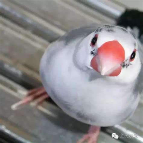 这是农村常见的好听的鸟叫声，你能认出是什么鸟吗_腾讯视频