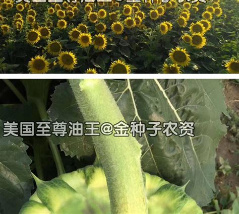 [油葵种子]油葵价格_产量_花期_种植方法-江苏长景园林