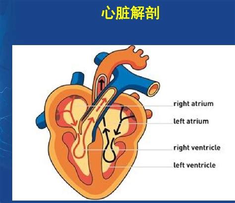 右心房：外形与结构 - 心血管 - 天山医学院