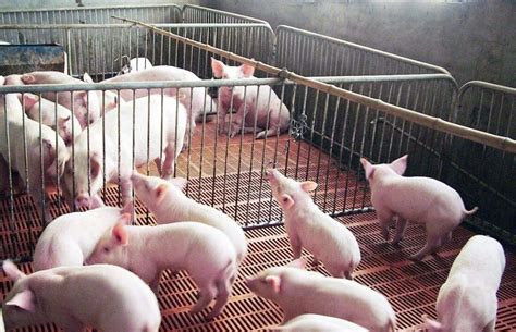 2020年5月到6月猪价 猪肉价格还会上涨吗？-股城热点