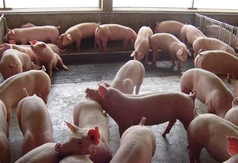 本周猪价继续上涨，预计今年上半年猪价总体或高于去年，下半年猪价或低于去年 - 大畜牧网
