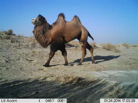 近距离 _ 快看！世界上稀有的野生双峰骆驼群频现敦煌西湖