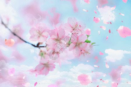 樱花盛开的季节gif动图图片-正版gif素材401017087-摄图网