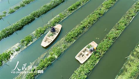 望城农民傅珍检研发的水上种稻技术今年输出达2800亩 - 三湘万象 - 湖南在线 - 华声在线