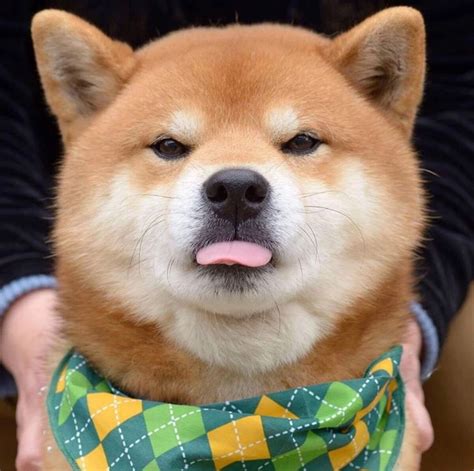 帅气的柴犬图片