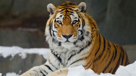 7大猫科动物实力排行榜：除狮虎豹之外，就属它们最厉害_老虎