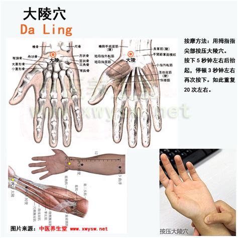 大陵穴位位置图图片