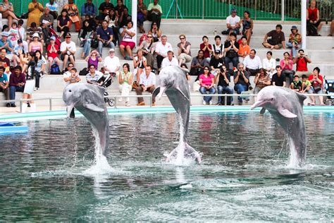 动物园海豚表演摄影高清图片 - 爱图网