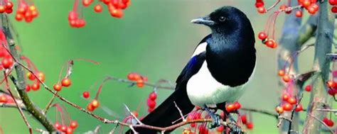 青岛居民院内飞进一只鸟 竟是二级保护动物紫背苇鳽 - 青岛新闻网