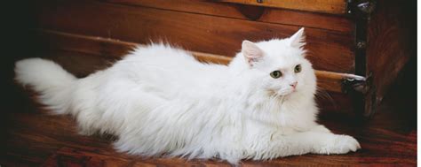 白猫头上有一撮黑毛是什么品种_猫猫百科_我要乐宠物网