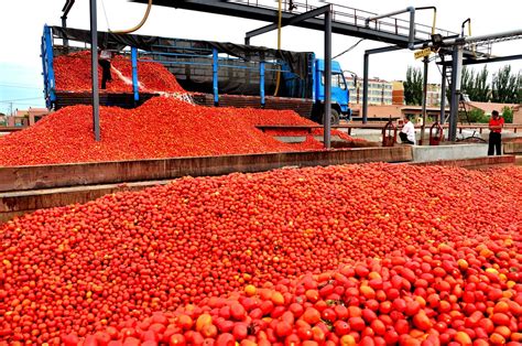 巴彦淖尔创建国家级出口食品农产品质量安全示范市-新闻中心-内蒙古新闻网