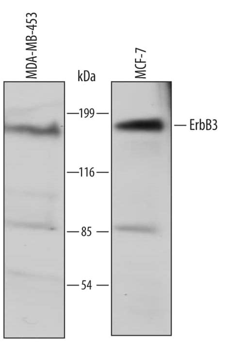 ErbB3/Her3 Antibody (526922) (MAB3482): Novus Biologicals