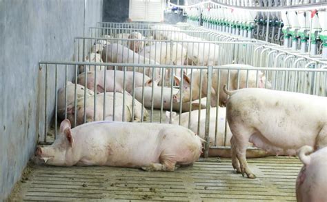 猪市要崩盘?今日猪价行情最新生猪价格表 10月14日猪肉价格多少钱一斤 - 中国基因网