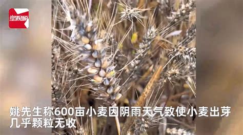 小麦因下雨发芽 农户哭诉损失惨重：600亩麦田等于颗粒无收_新闻快讯_海峡网