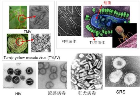 生化病毒智能检测系统 > 生物系列 > 产品信息 > 深圳市鹏瑞智能技术应用研究院