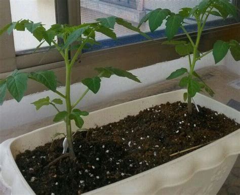 盆栽小西红柿（小番茄）种植技术要点-花卉果蔬-盆景艺术网