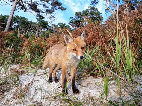 一只野红狐狸的近身高清图片下载-正版图片504229965-摄图网