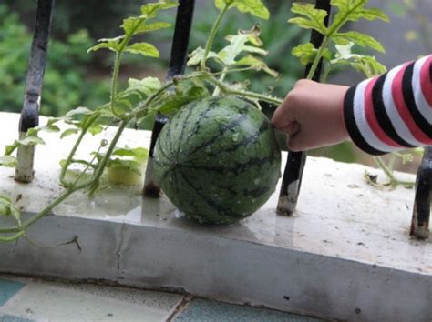 怎么在家里阳台种植西瓜