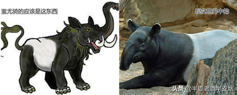 食铁兽之称的动物（蚩尤骑的食铁兽不是大熊猫，这种动物在古代典籍中还有十三个名字） | 说明书网