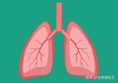 图5-24 肺小叶示意图-基础医学-医学