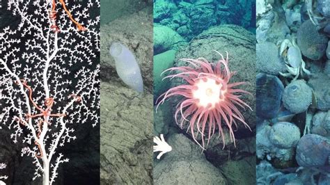 深海探秘：16种奇特生物，你见过几种？_生活