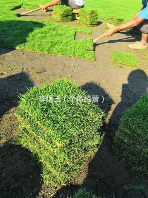 【台湾二号草坪价格】大量出售各种草坪.草坪种植基地_李炳玉（个体经营）_园林网