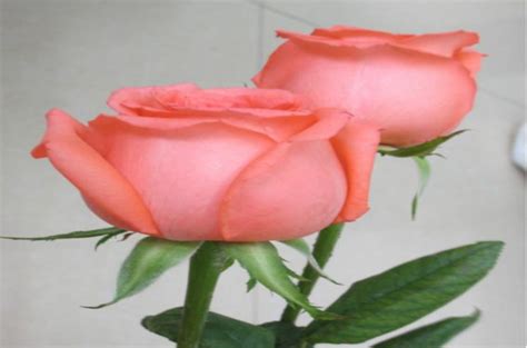 16朵粉玫瑰多少钱？16朵粉玫瑰代表什么意思？-六朵花