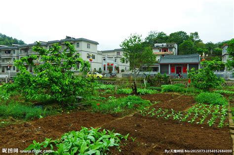 沁阳市西向镇：打造“共享菜园” 种出美丽乡村新路径-大河新闻