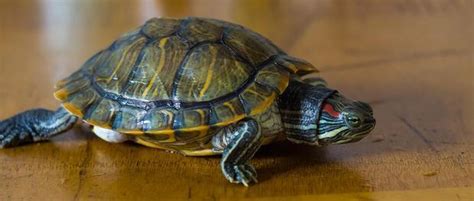 养小乌龟当宠物的注意事项，学会这5点可让它“长命百岁”
