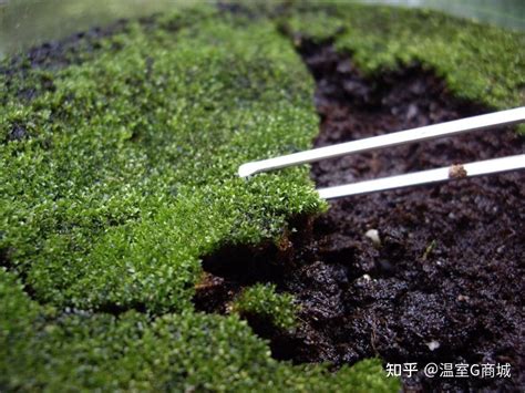 【农技】土壤酸化对果树的9大危害 - 我们的动态 - 四川中土生物科技有限公司