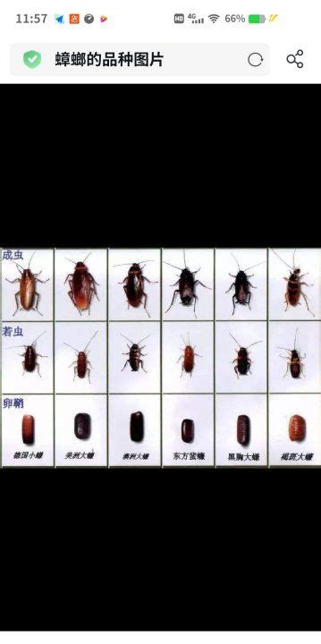 蟑螂怎么辨别,如何辨别蟑螂还是小虫,蟑螂和潮虫区别图片_大山谷图库
