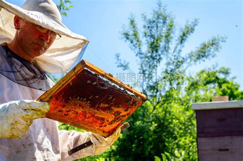 新手怎样养蜂繁殖快？ - 新手养蜂 - 酷蜜蜂