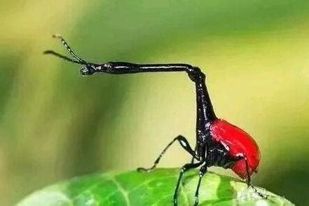 盘点全球最奇怪的十大昆虫，个个长相奇特！|螳螂|昆虫|猫王_新浪新闻