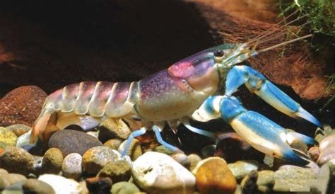 海底惊现“彩虹龙虾”，因为长得太好看，都快被人类吃没了！