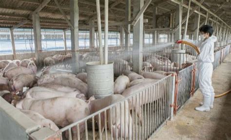 养猪场消毒工作有哪些方面？