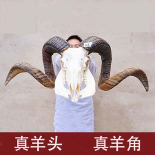 酱羊头图片,羊头图片头像(第8页)_大山谷图库