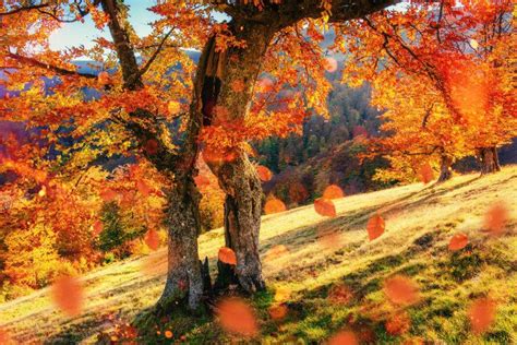 走在树林里秋天秋天的颜色秋天的落叶高清图片下载-正版图片503306667-摄图网