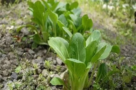 菠菜的种植方法和时间，六个步骤教你种植！|菠菜_新浪新闻