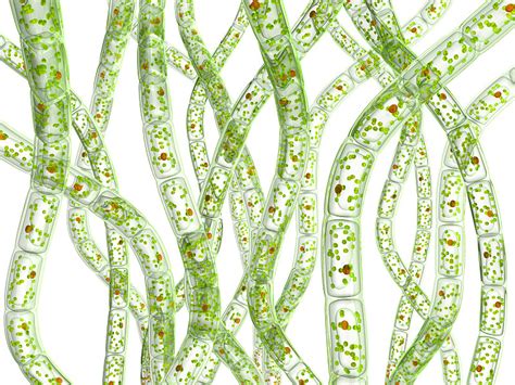珠江所科技人员在西江干流发现大量有害藻类----微囊藻群体-珠江水产研究所