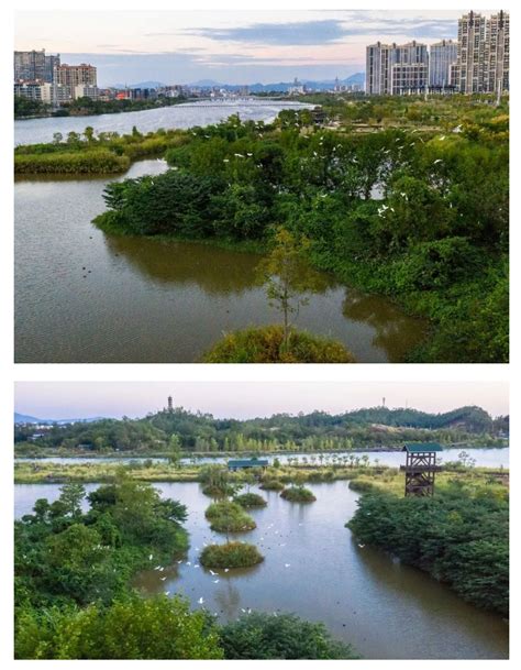 【大美兴国】潋江之畔白鹭栖 生态美景入画来 | 兴国县人民政府