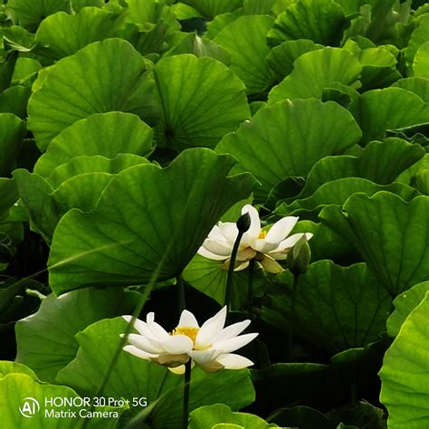 白莲花(The white lotus)-电影-腾讯视频